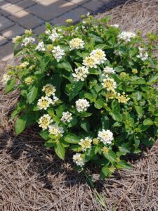 Lantana