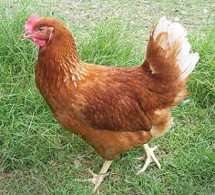Picture of a Red Star Chicken